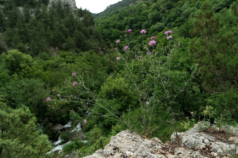 Дикие орхидеи Крыма