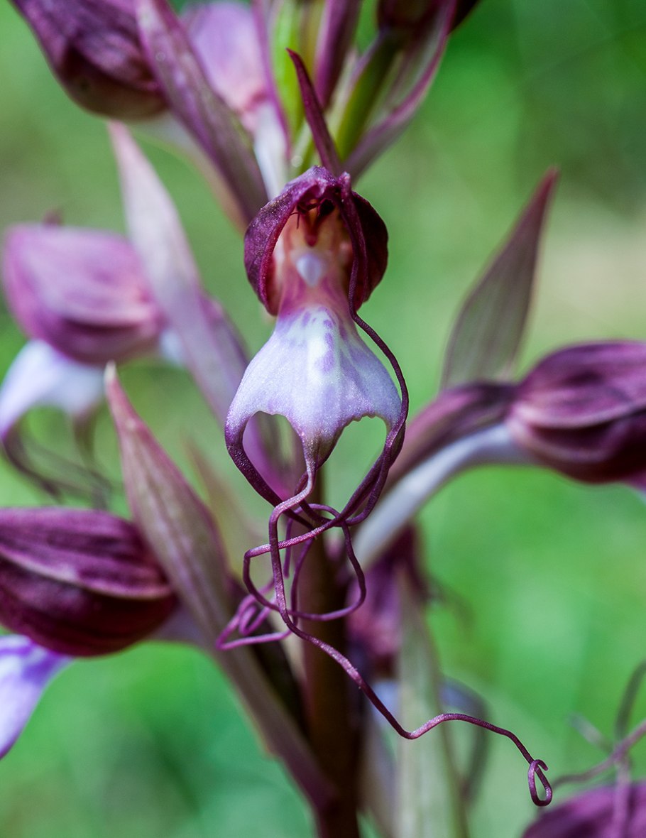 Комперия Компера