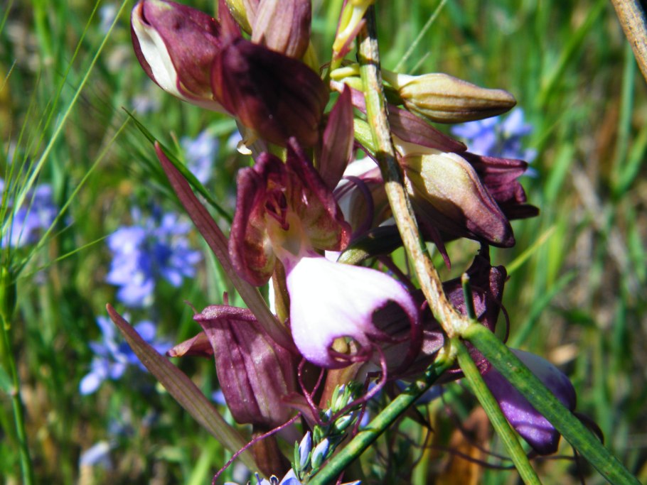 Дикие цветы Крыма июнь