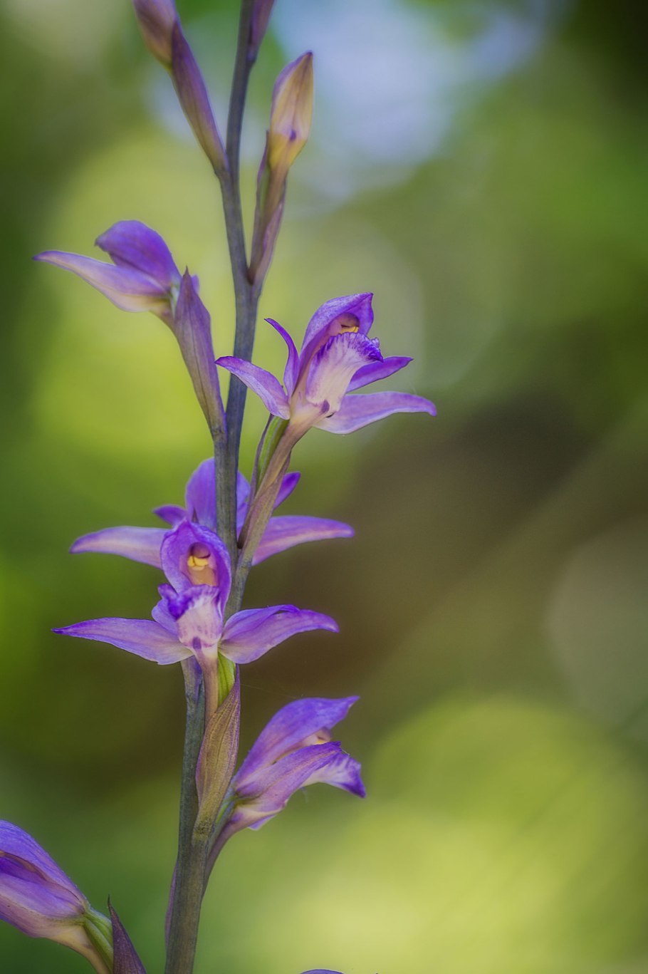 Дикая Орхидея ятрышник пятнистый