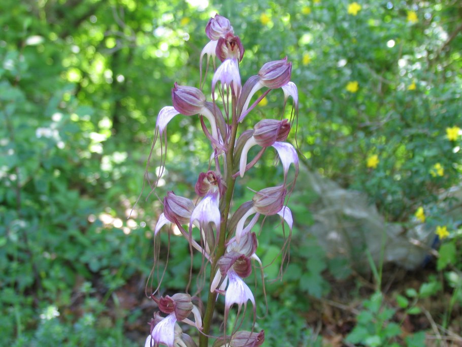 Комперия Крымская