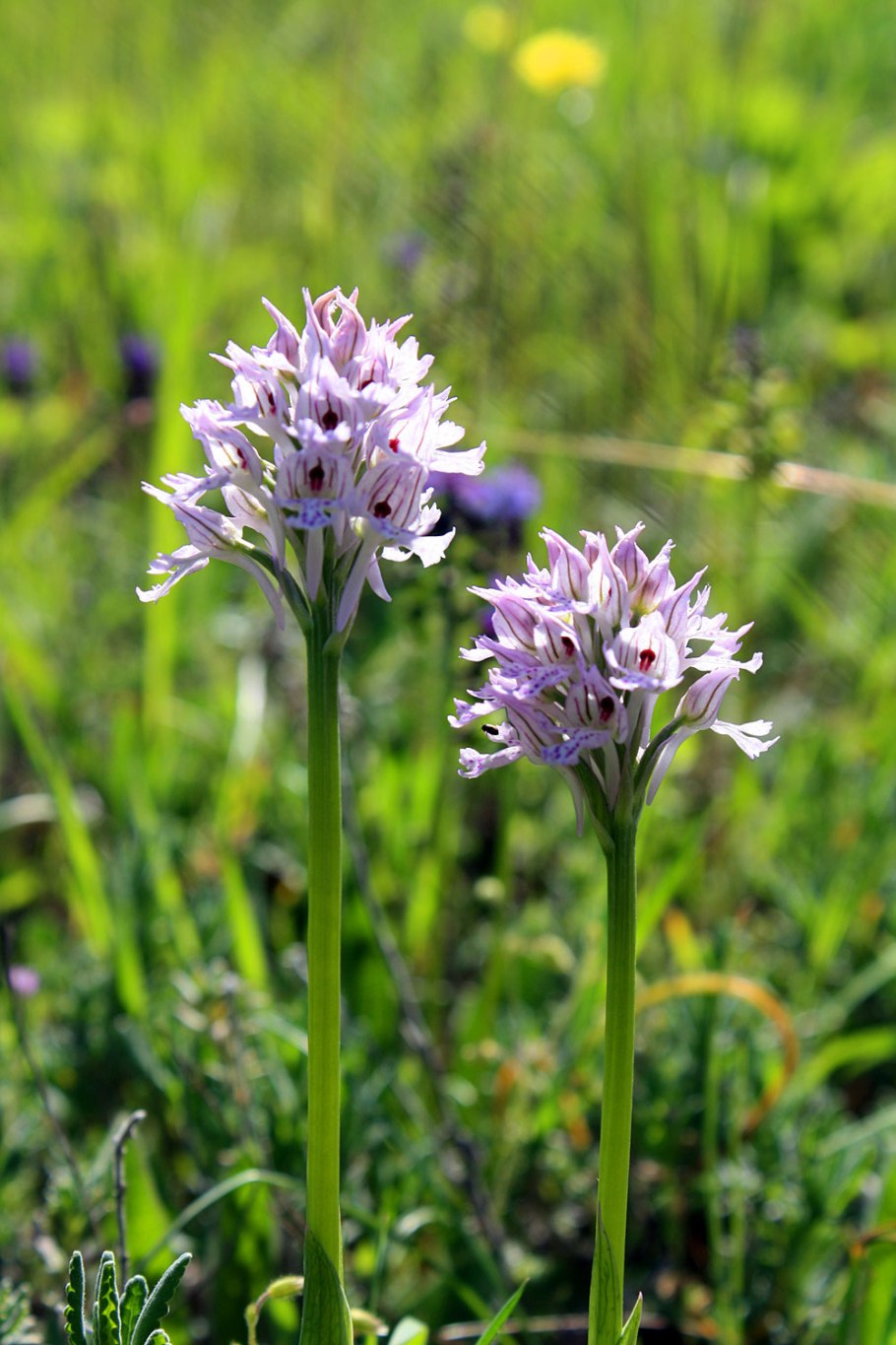 Ятрышник Крымский