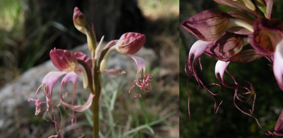 Шпажник обыкновенный
