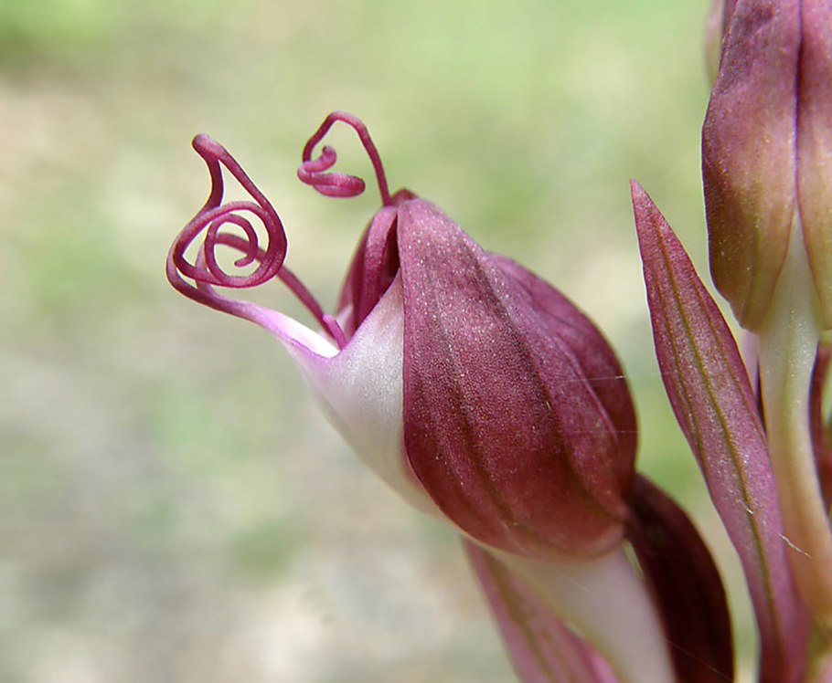 Орхидея Комперия Компера