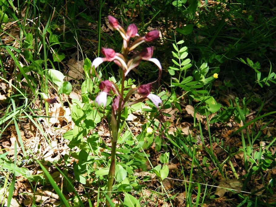 Anacamptis papilionacea