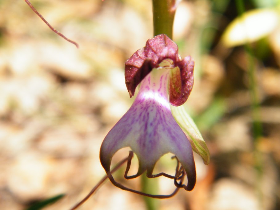 Орхидея комперия компера