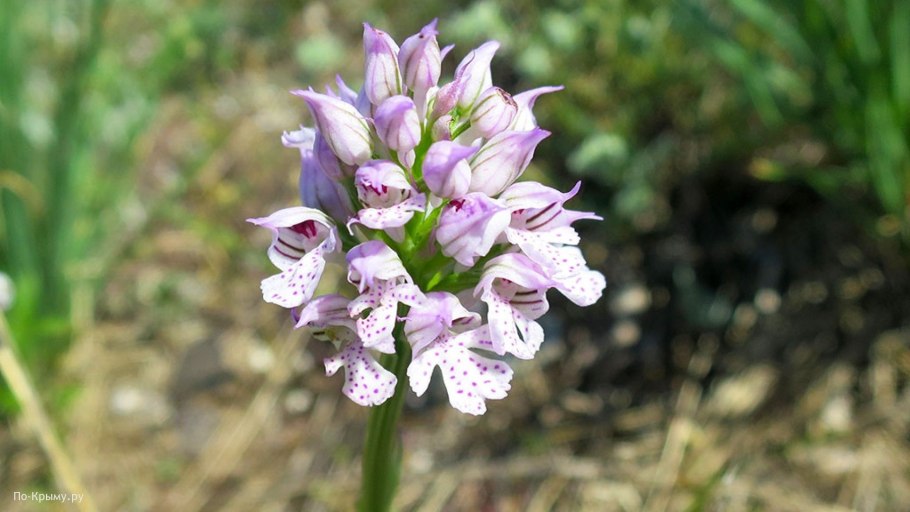 Шафран узколистный