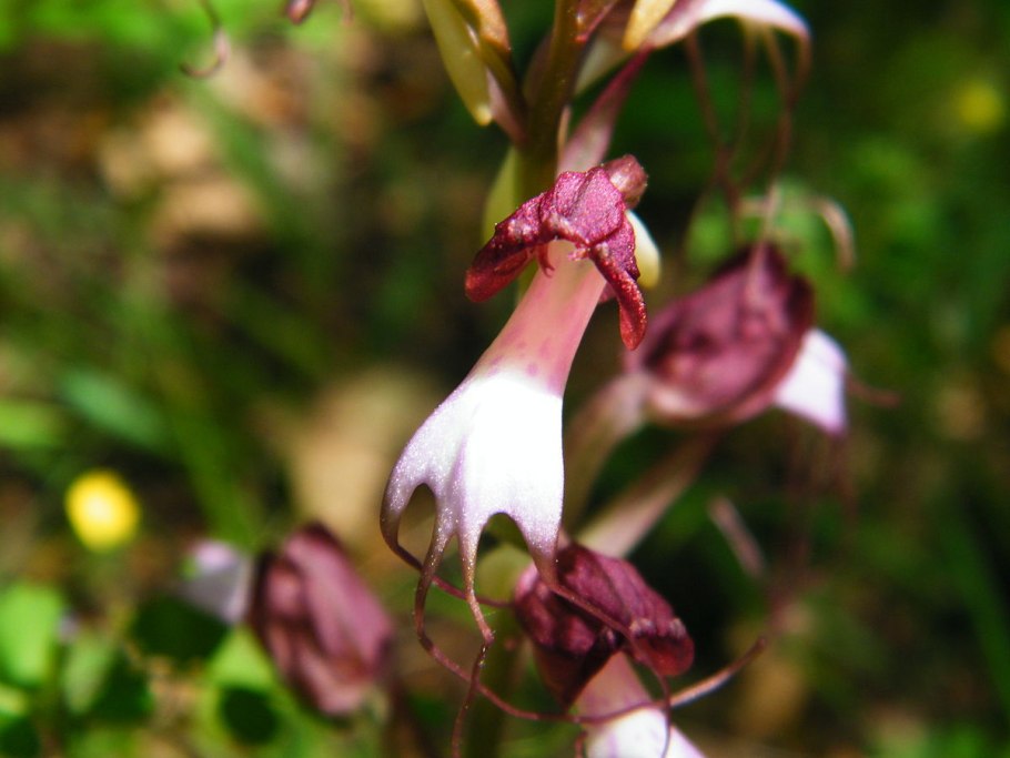 Орхидея комперия компера