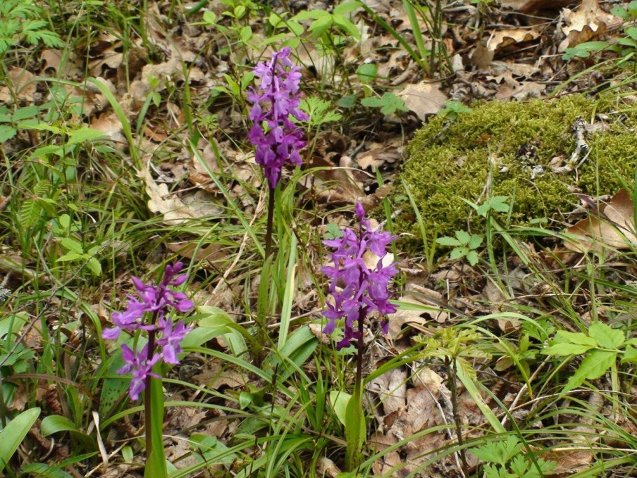 Ремнелепестник козий Himantoglossum caprinum