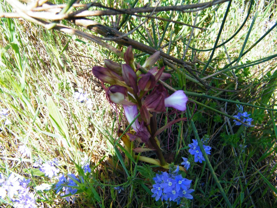 Комперия Компера в Крыму