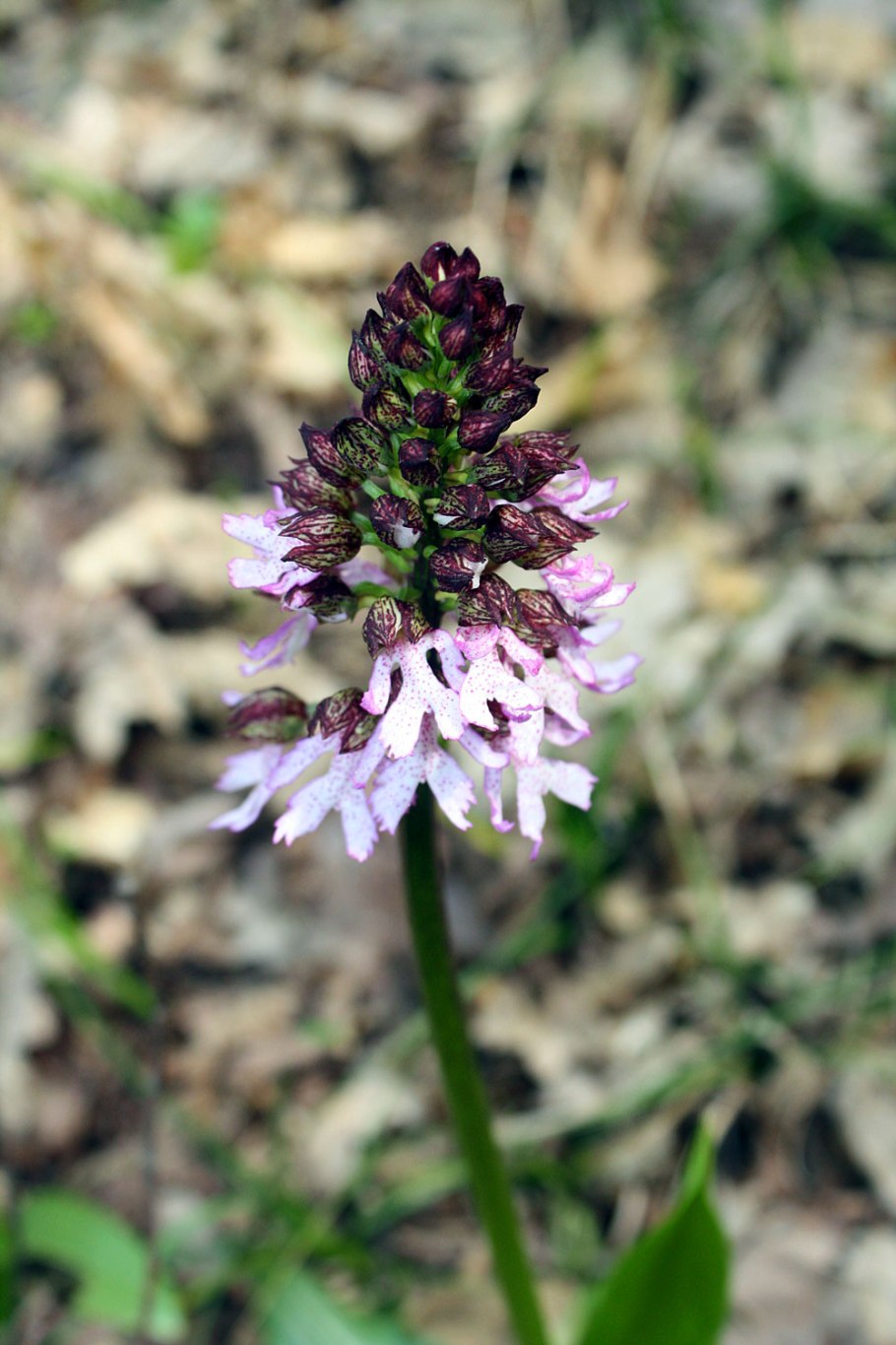 Архидея венерен башмочок