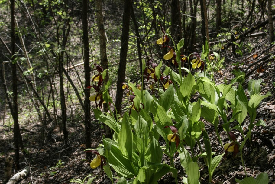Эндемичные растения Крыма