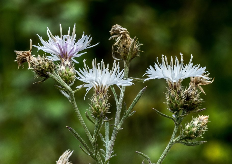 Первоцветы Крыма прострел