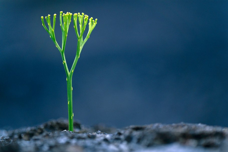Силурийский период куксония