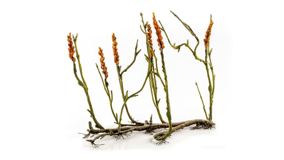 Девон период палеозойской эры