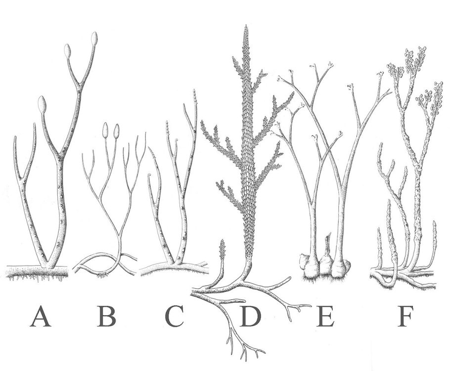 Риниофит риния