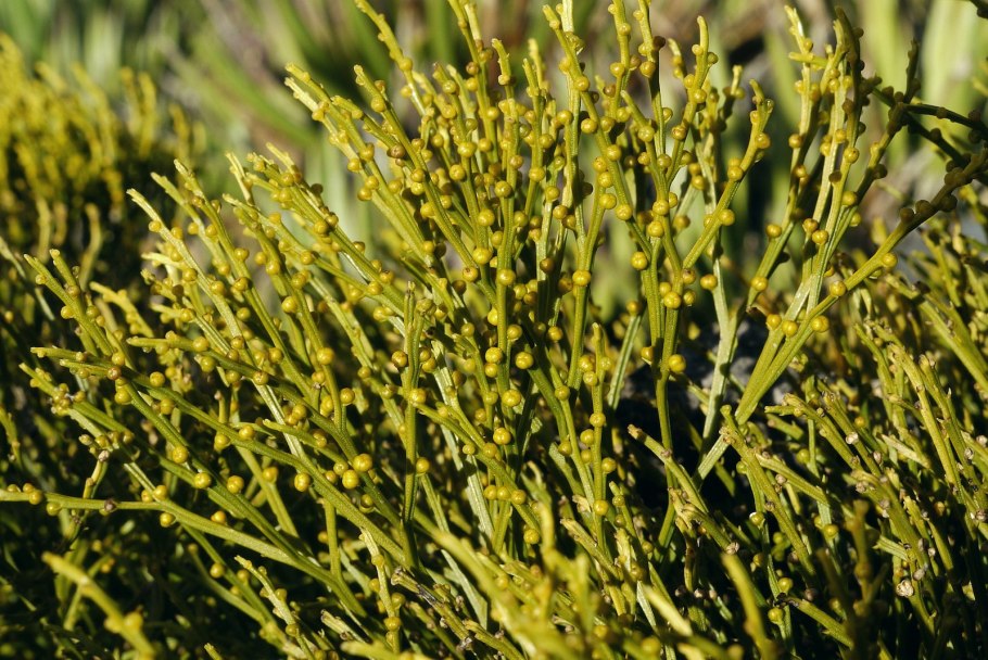 Эфедра двухколосковая ephedra distachya