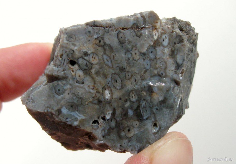 Риниофиты окаменелости