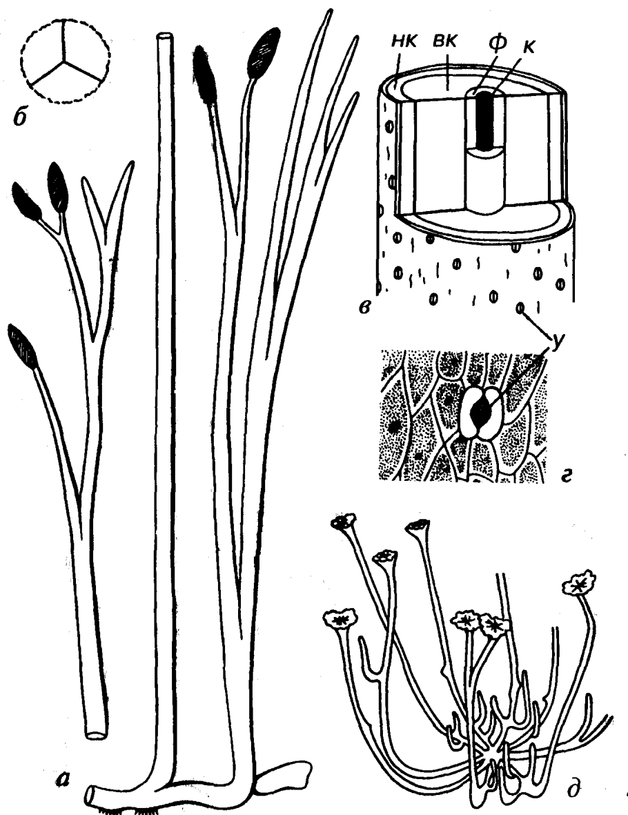 Риниофиты папоротники
