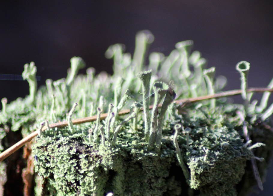 Девон период палеозойской эры