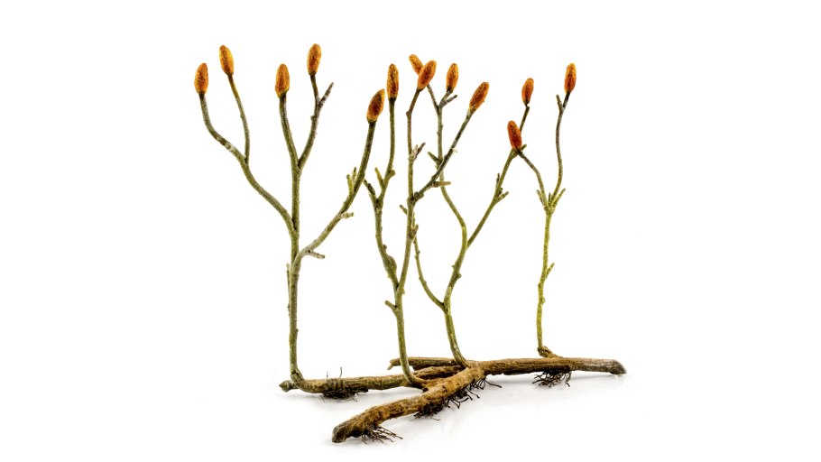 Риниофиты силур