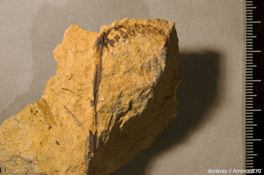 Риниофиты окаменелости