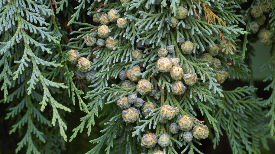 Pinus bungeana сосна