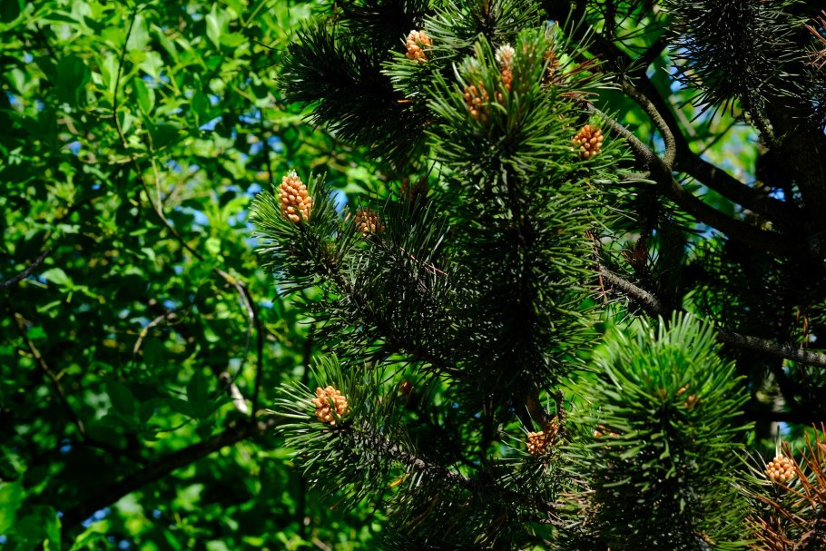 Ель черная Picea Mariana