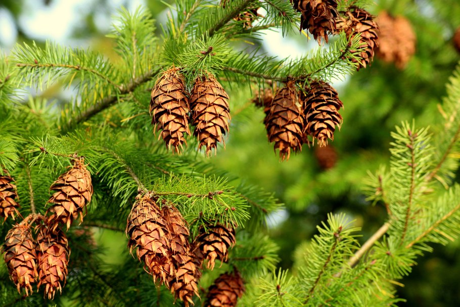 Ель Сибирская (Picea Abies v. obovata);
