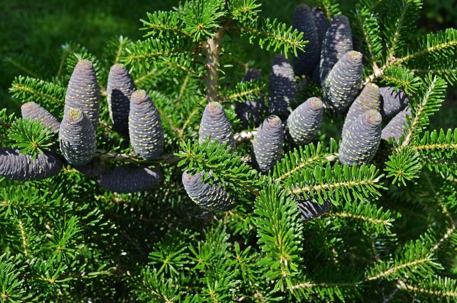 Лиственница Larix decidua