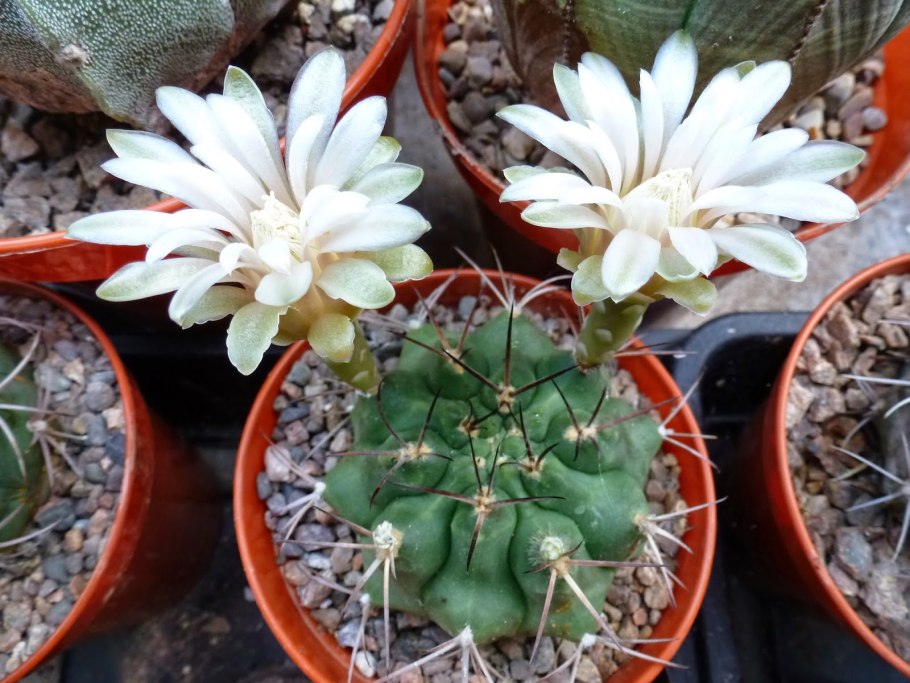 Кактус Гимнокалициум schickendantzii