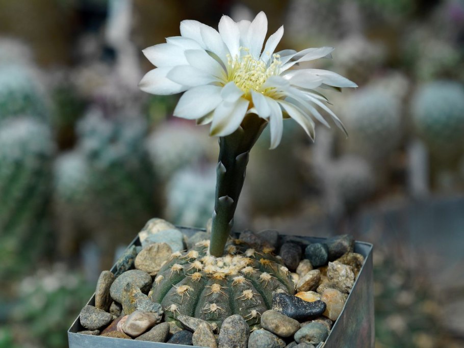 Gymnocalycium quehlianum var. Flavispinum