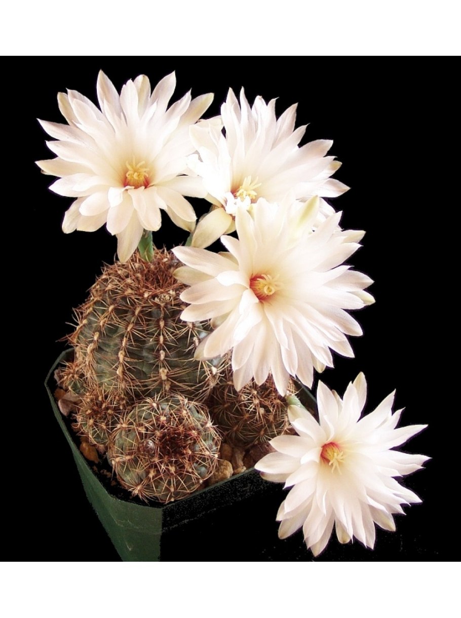 Гимнокалициум горбатый