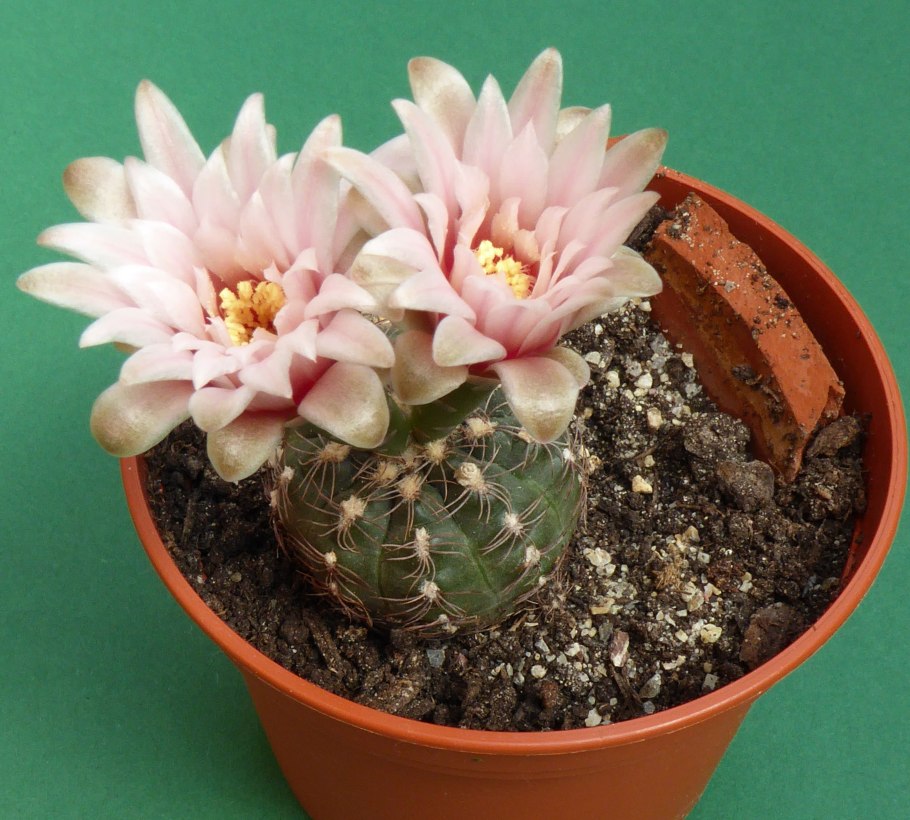 Кактус Gymnocalycium quehlianum