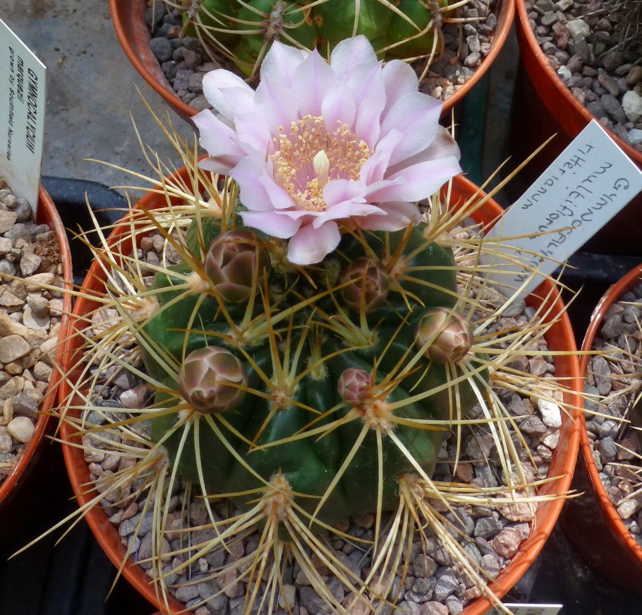 Gymnocalycium Platense