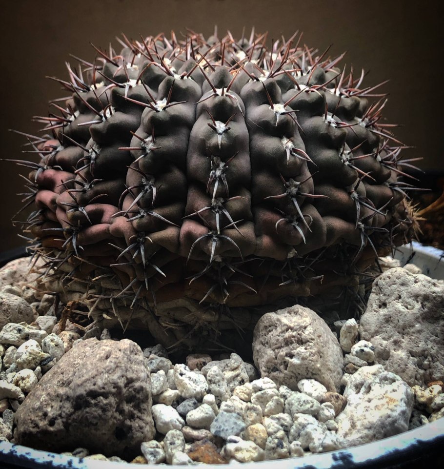 Кактус Гимнокалициум Сальо