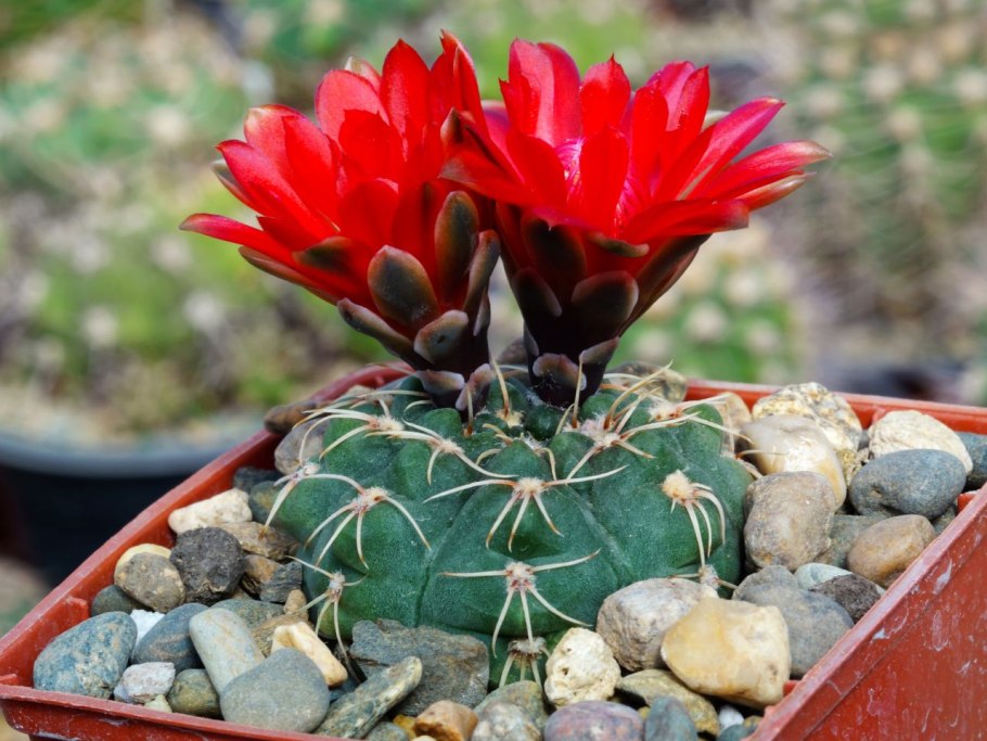 Gymnocalycium pugionacanthum VG 200