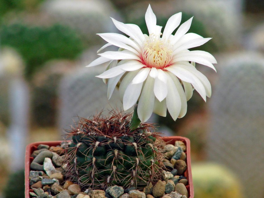Gymnocalycium mihanovichii wk 1113