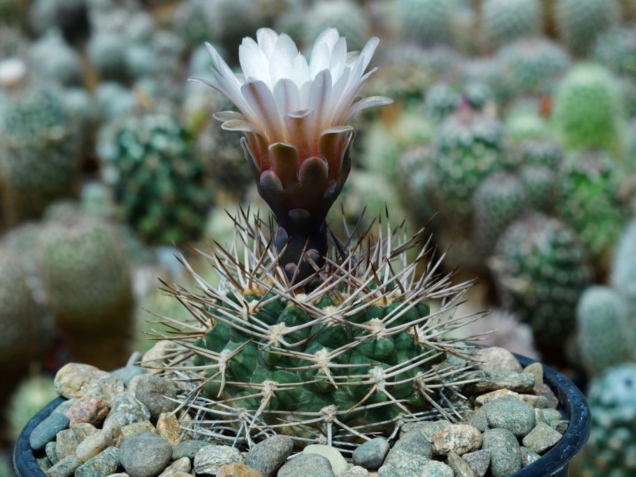 Gymnocalycium ragonesii l472