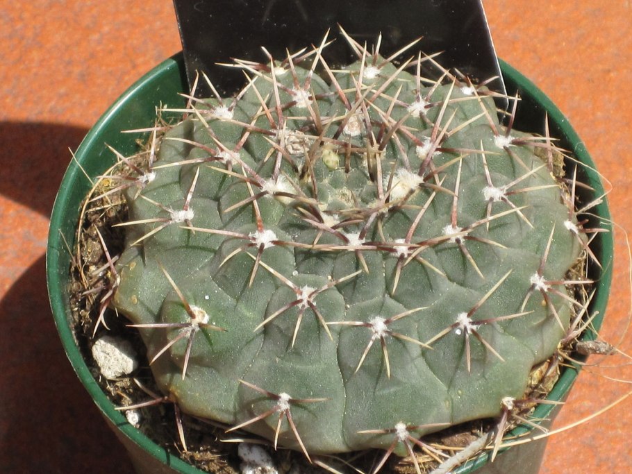 Gymnocalycium borthii ssp. nogolense