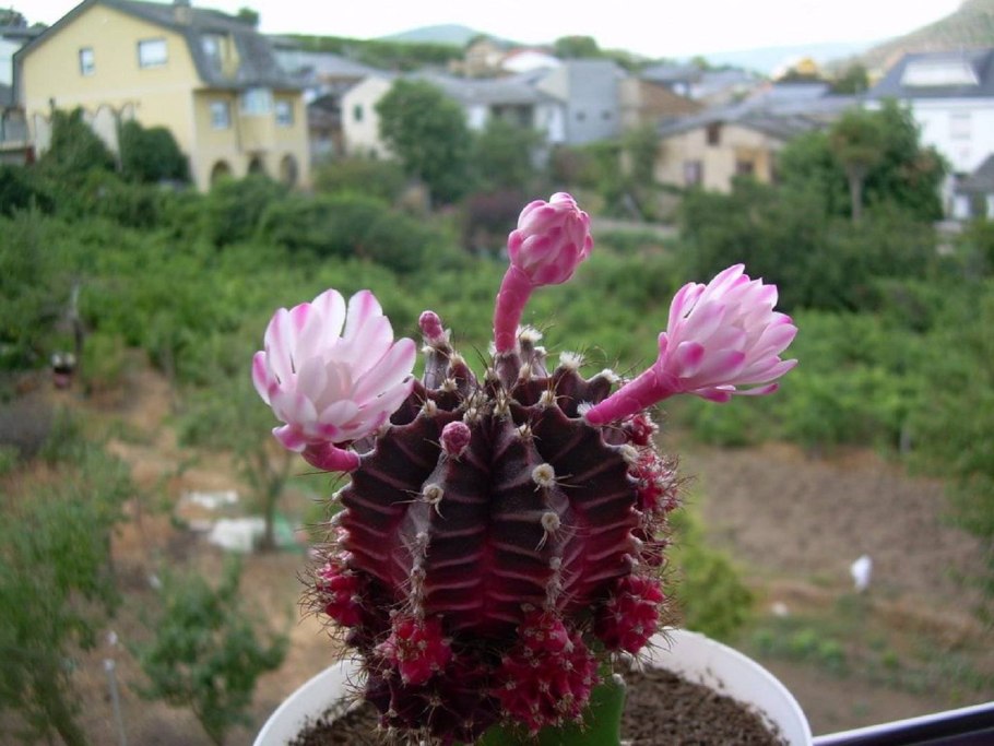 Gymnocalycium mesopotamicum