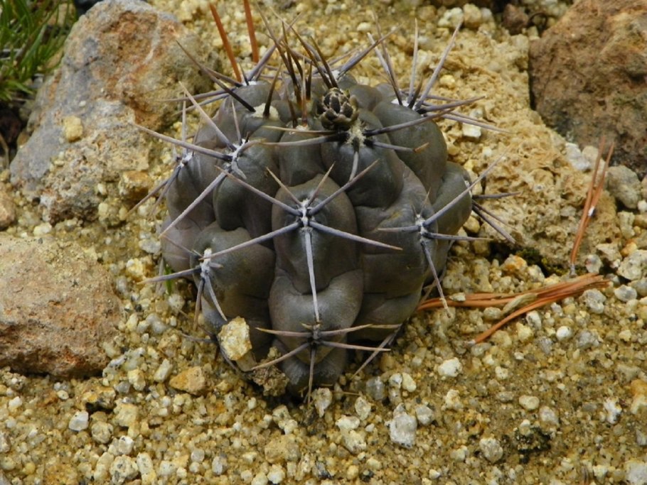 Gymnocalycium riojense ssp. paucispinum