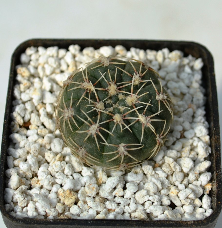 Гимнокалициум Квеля фото