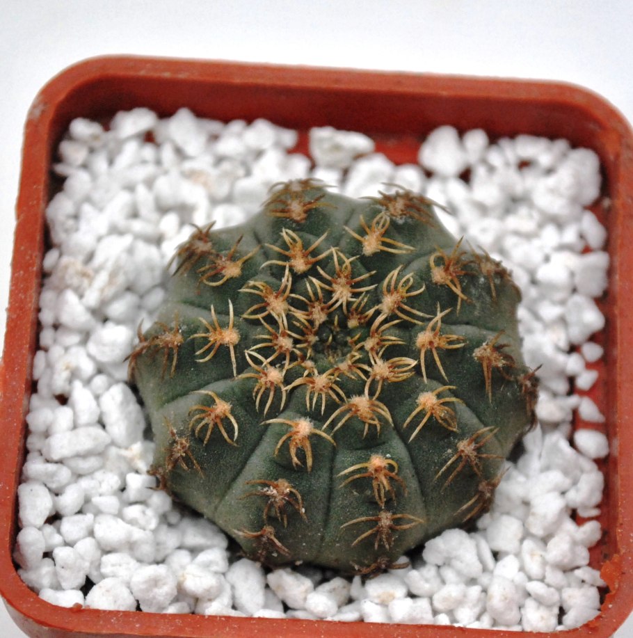 Гимнокалициум Бальда