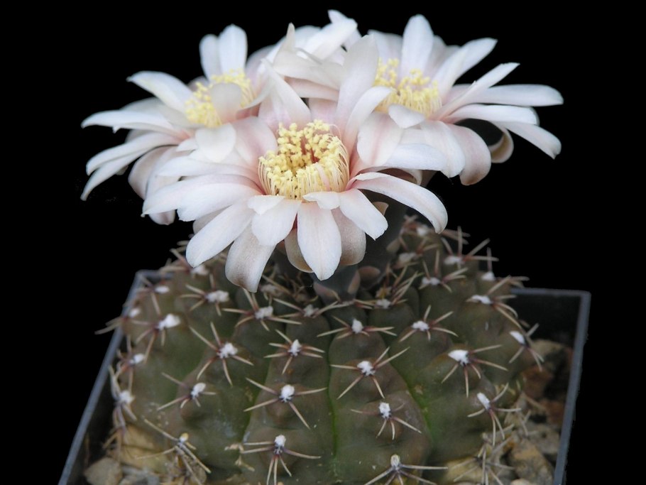 Gymnocalycium VG 1037