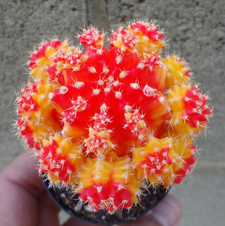 Кактус гимнокалициум микс