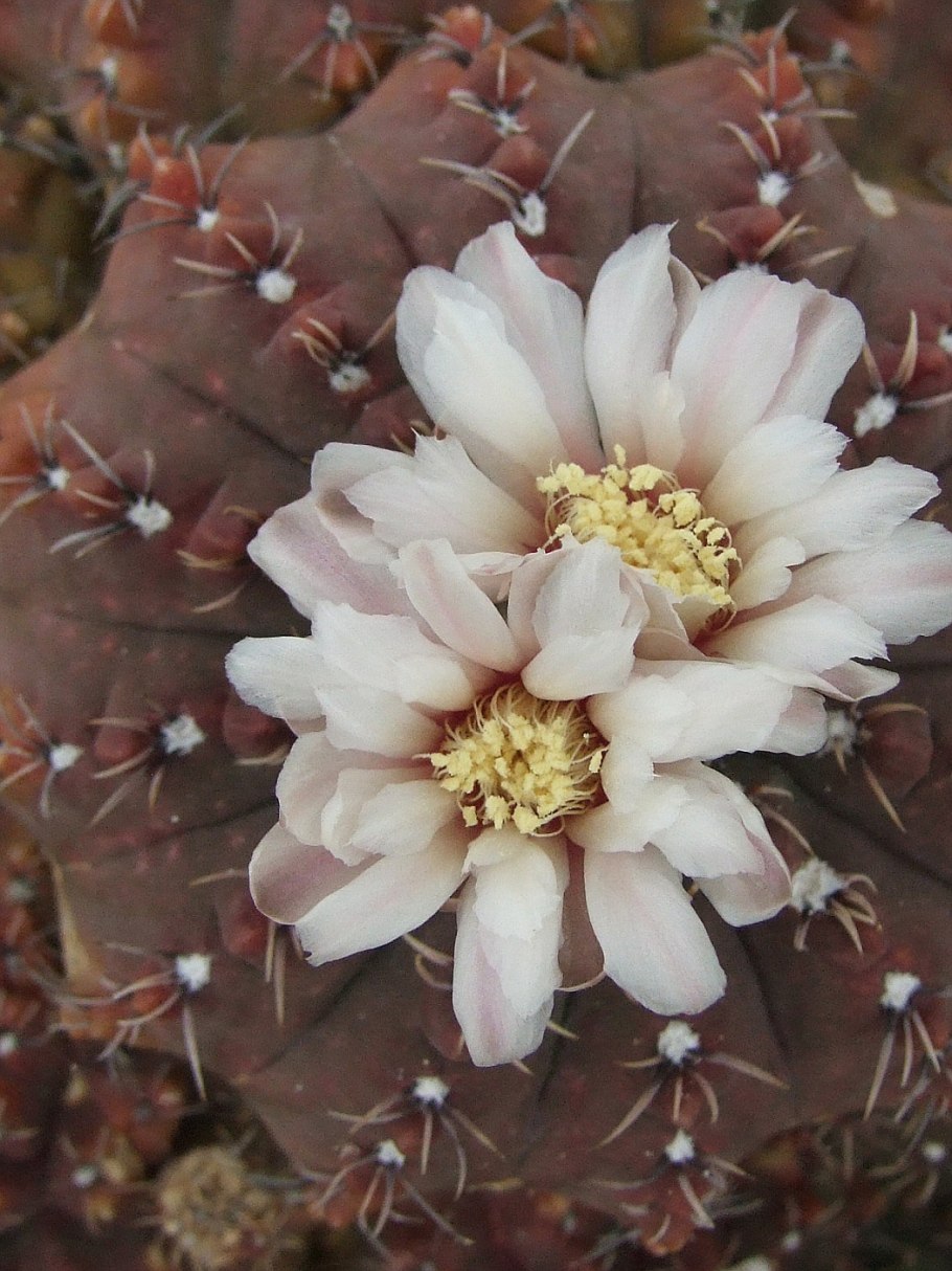 Гимнокалициум месопотамский