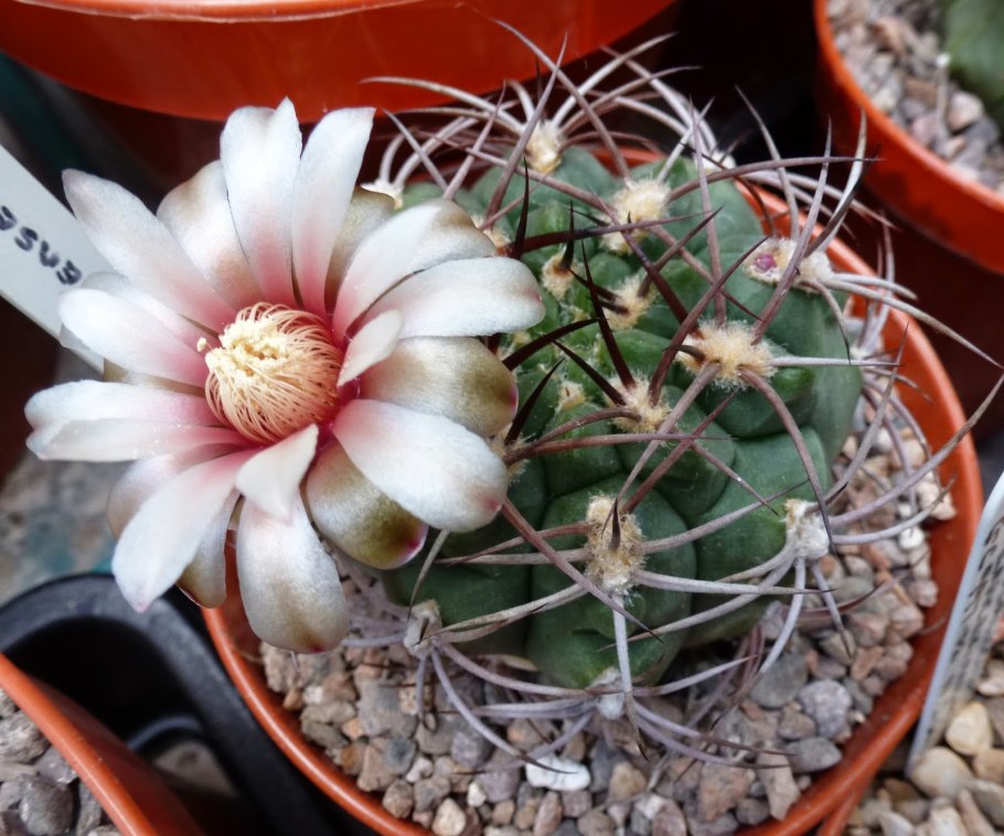 Gymnocalycium esperanzae