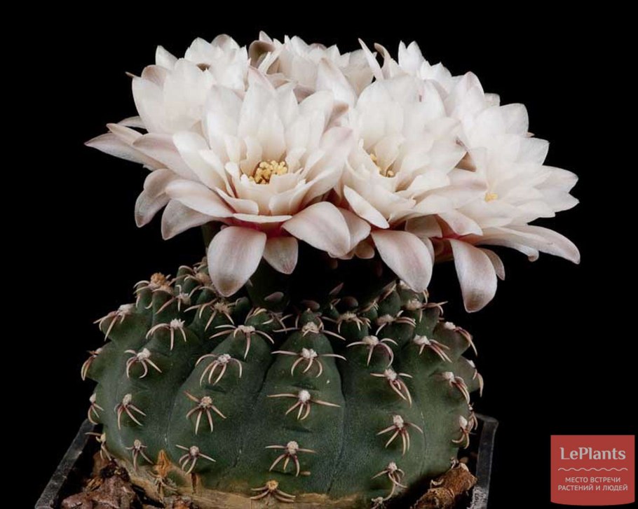 Gymnocalycium Квеля