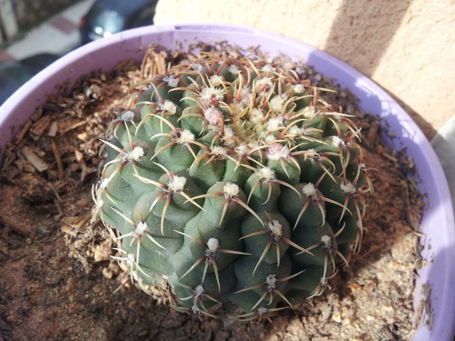 Гимнокалициум месопотамикум